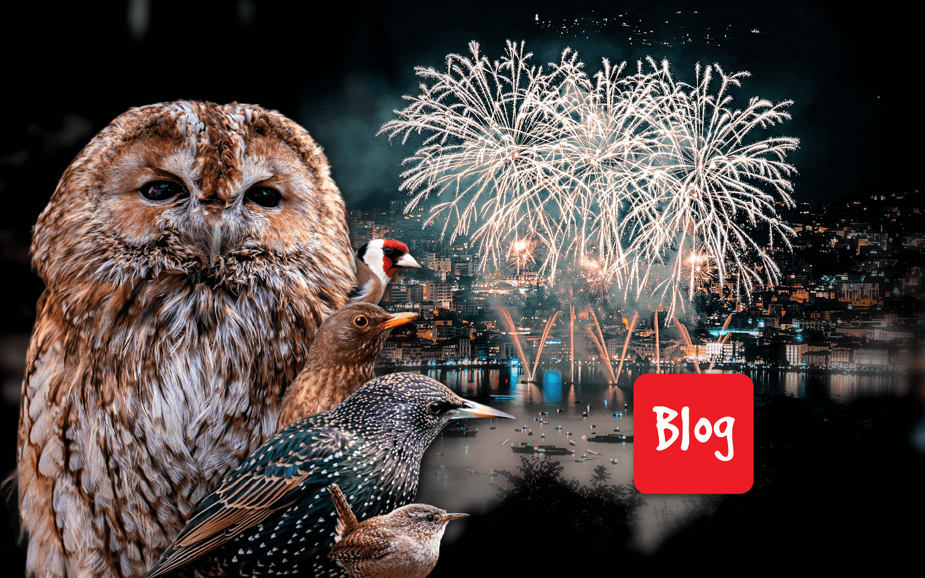 Botti di Capodanno: festa o sofferenza?