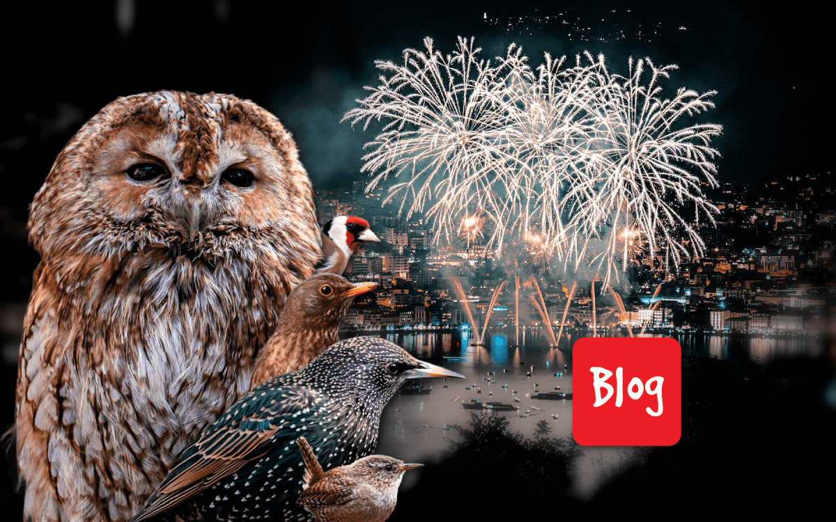 Botti di Capodanno: festa o&nbsp;sofferenza?