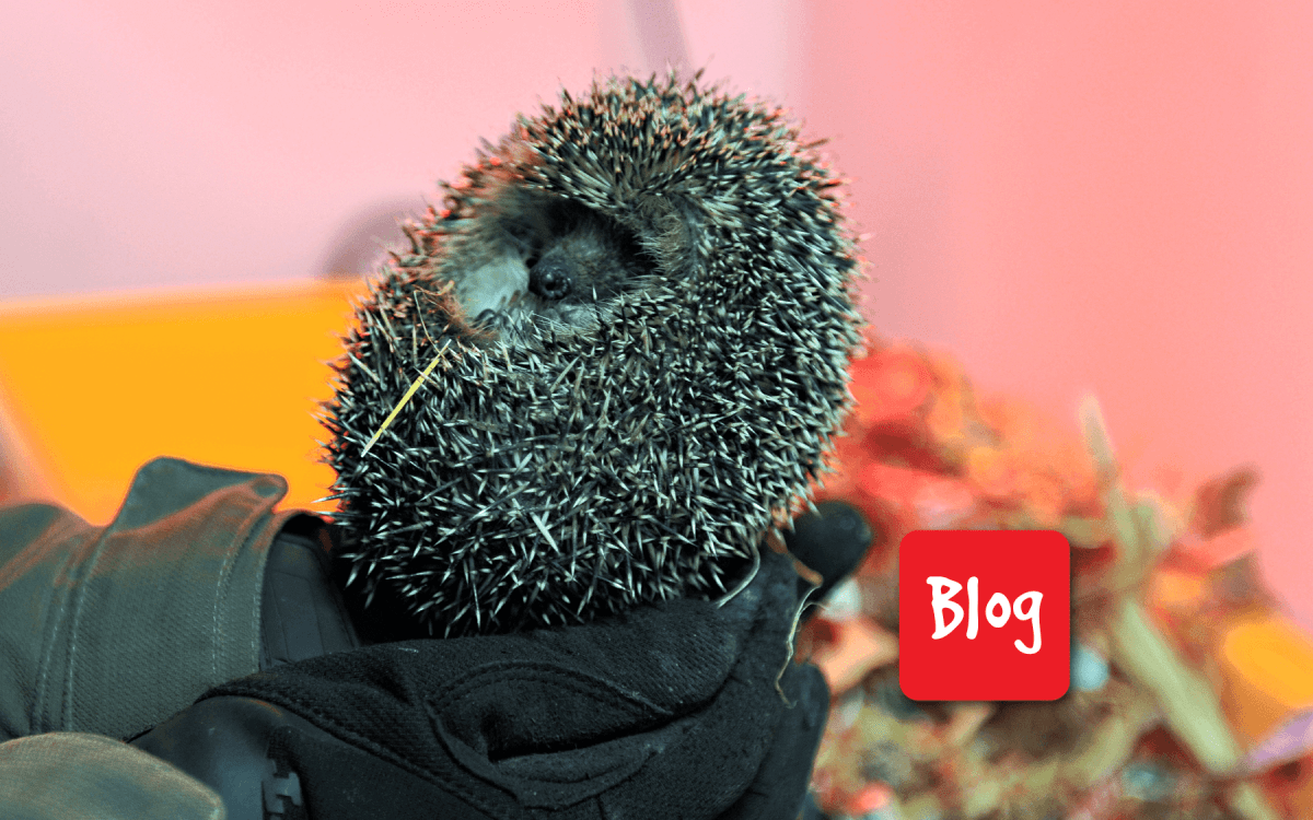 Centro Recupero Animali Selvatici di Belluno: come funziona&nbsp;davvero?