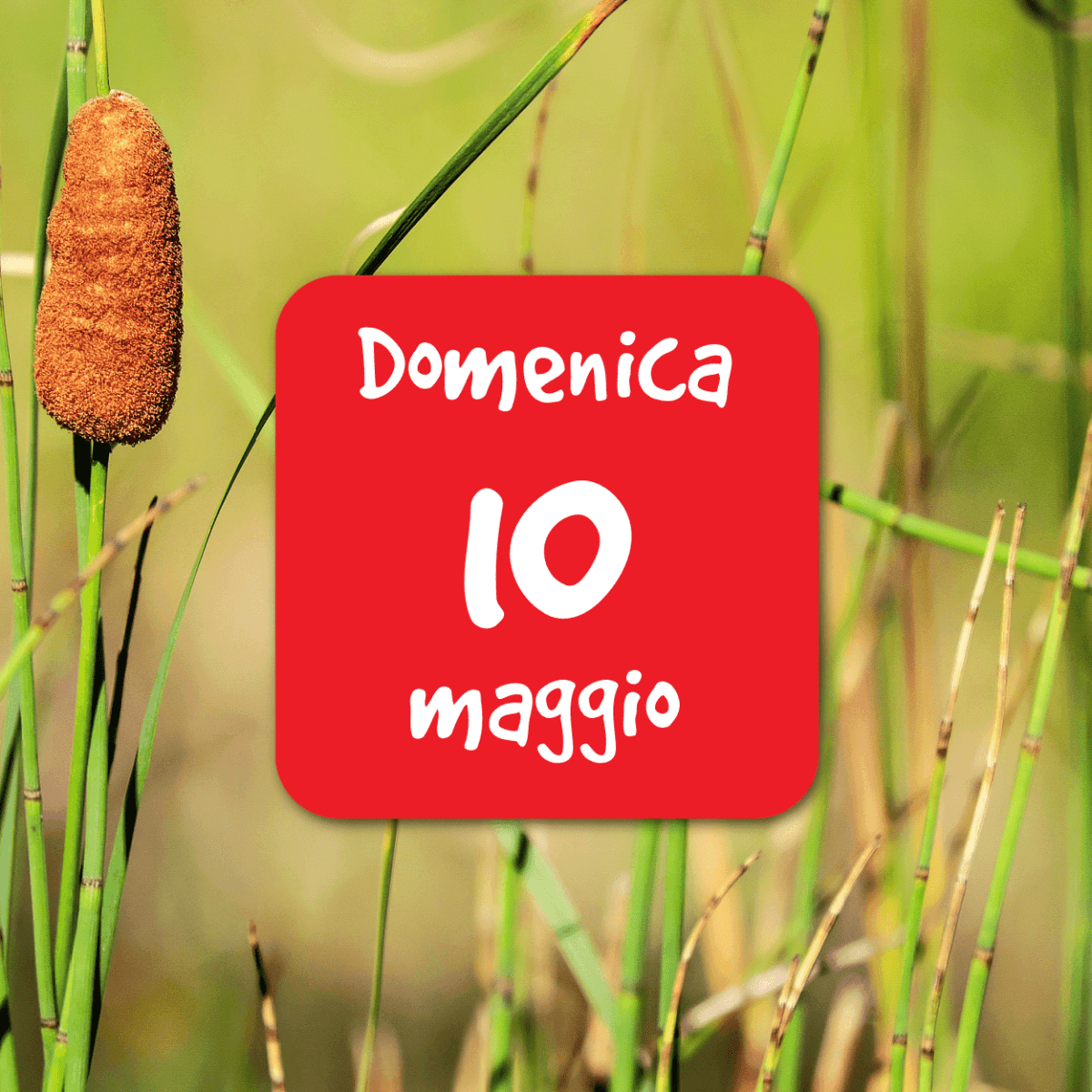 Vincheto di Celarda – Gli insetti di un’area umida di interesse&nbsp;internazionale