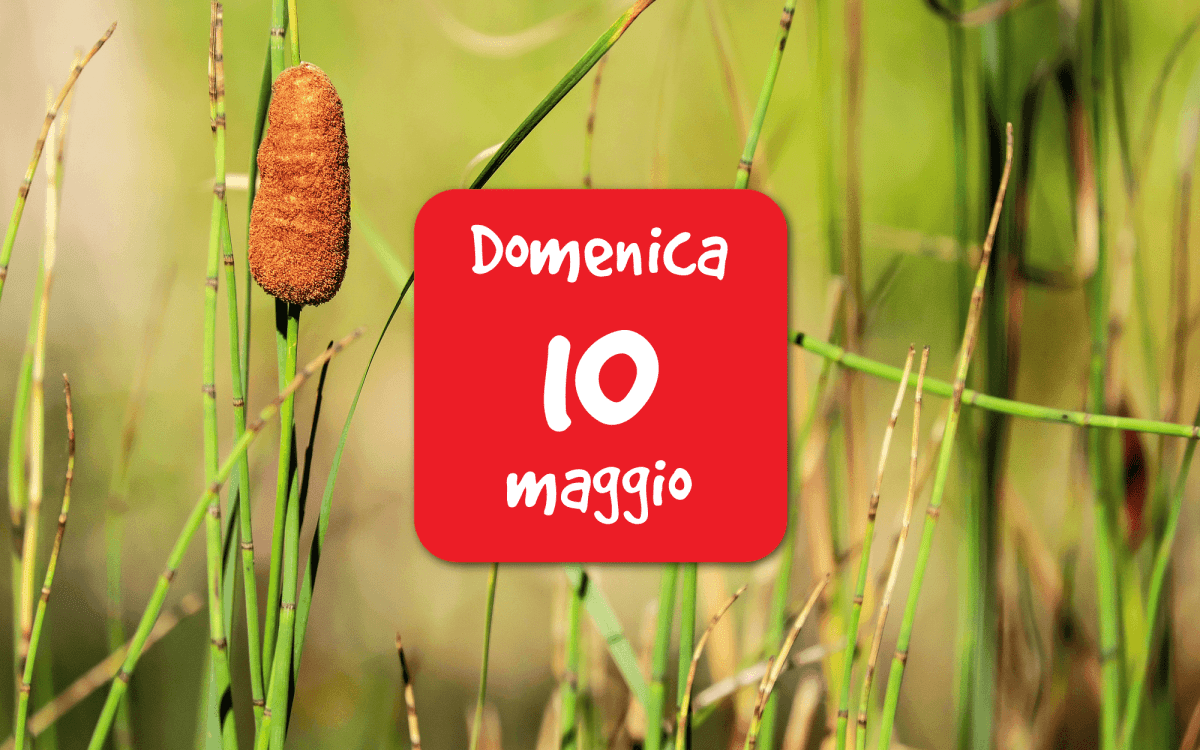 Vincheto di Celarda – Gli insetti di un’area umida di interesse&nbsp;internazionale