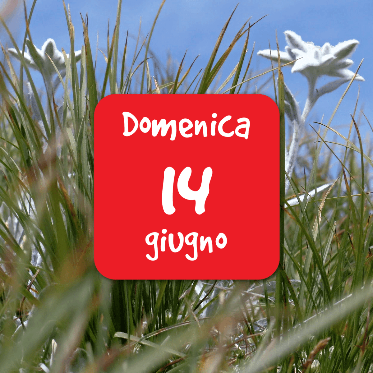 Gli habitat e la flora del Giardino Botanico delle Alpi&nbsp;Orientali