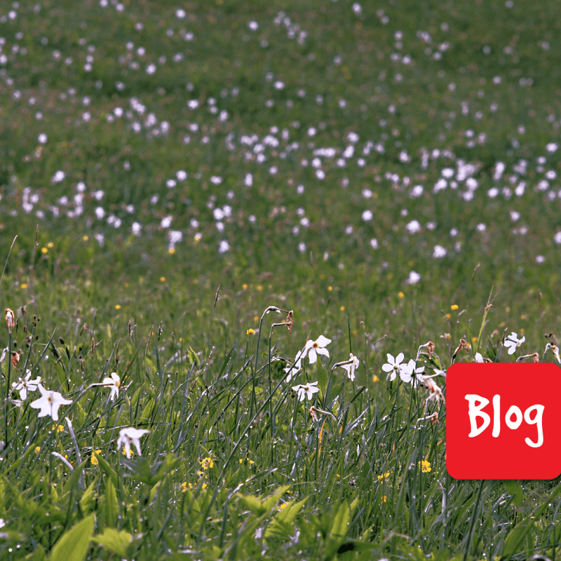 Tre incontri con il Reparto Carabinieri Biodiversità di&nbsp;Belluno