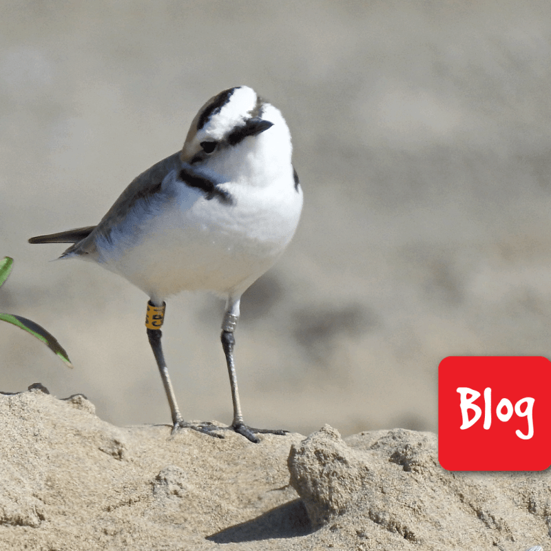 Il fratino, simbolo delle spiagge&nbsp;italiane