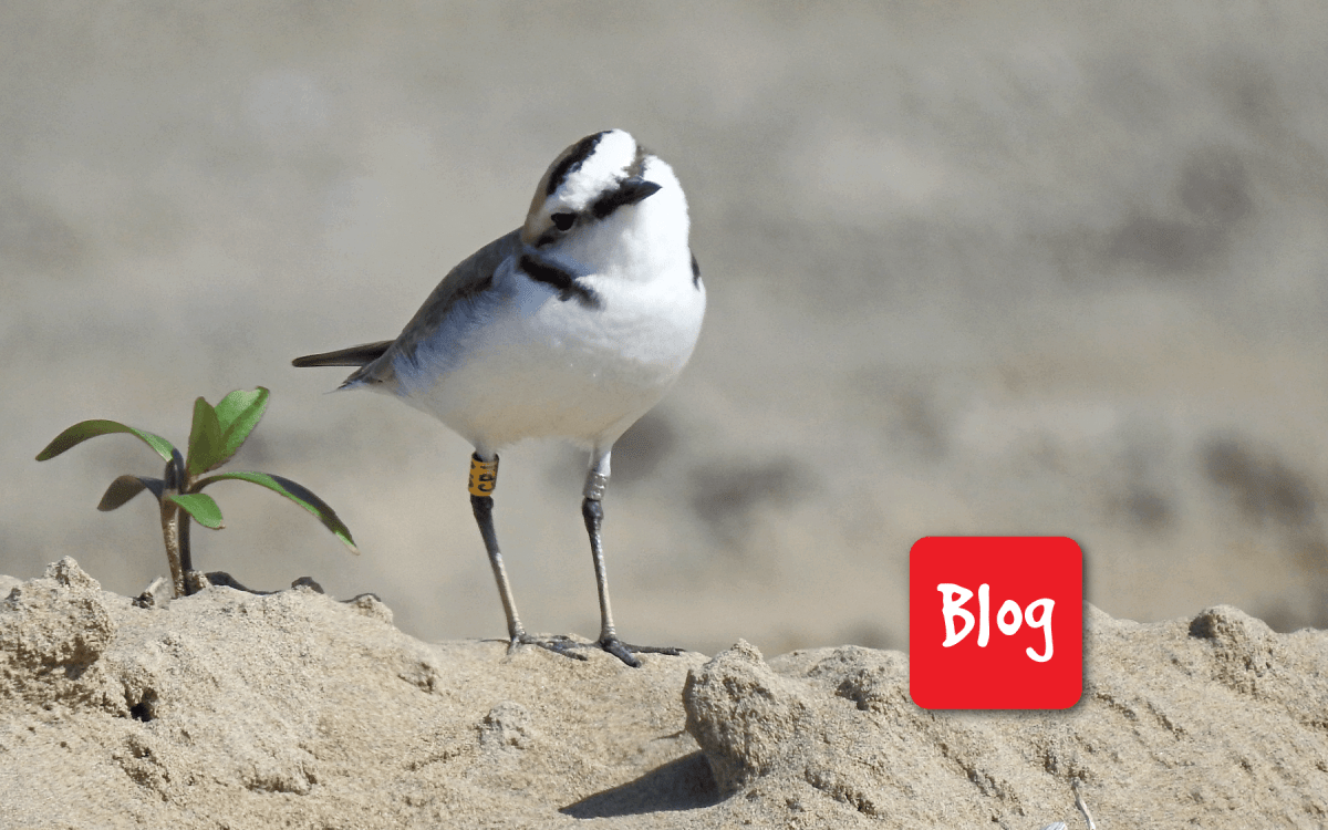 Il fratino, simbolo delle spiagge&nbsp;italiane