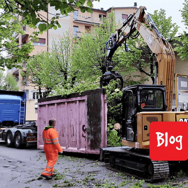 Quanti alberi sono rimasti a&nbsp;Belluno?