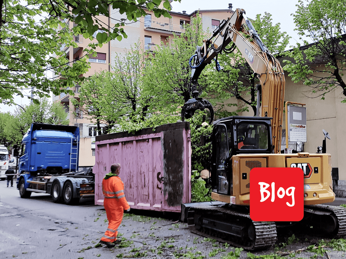 Quanti alberi sono rimasti a&nbsp;Belluno?